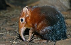 giant_shrew.jpg