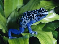 poison-dart-frogs.jpg