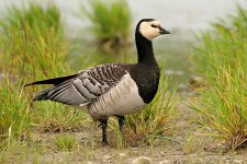 bp_barnacle_goose_2_280506_450.jpg