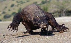 komodo.article.jpg