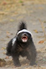 Baby-honey-badger.jpg