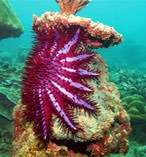 Crown-of-Thorns-Starfish-1.jpg