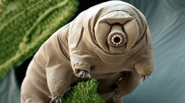 tardigrade.jpg