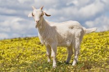 68940-domestic-goat.jpg