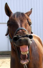 Funny-Looking-Horse-3.jpg