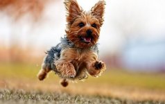 running-dog1.jpg