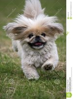 dog-running-pekingese-5454143.jpg