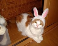 EasterCat.jpg