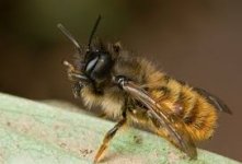 mason bee.jpg