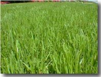 ryegrass2.jpg