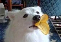 Dog Duck.jpg