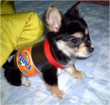 errmmm_ quite simply dog wearing fanta can outfit__.jpg