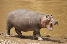 hippo.jpg