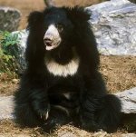 shaggy-sloth-bear.jpg