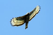 Eagle_Crowned_Ocean_View_South_Coast_KZN_South_Africa_Flying.jpg