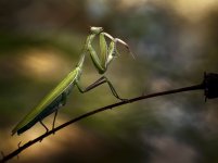 praying-mantis-branch_68759_990x742.jpg