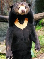 sun_bear_standing.jpg