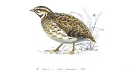 Quail - Copy.jpg