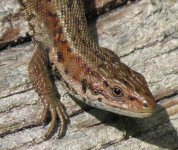 CommonLizard588.jpg