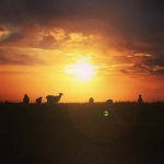 Chanctonbury Ring with the sheep.jpg