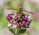 Hover Fly NSC.jpg