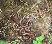 SlowWorms_4607.jpg