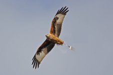 red kite.jpg