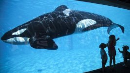 _74175271_killerwhale_reuters.jpg