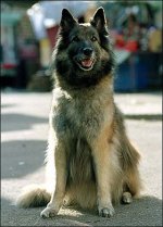 Wellard1.jpg