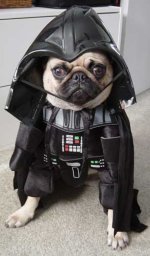 darth-vader-dog-costume.jpg