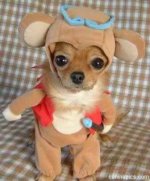 cutedogcostume.jpg