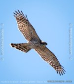 accipiter_gentilis_northern_goshawk_01.jpg