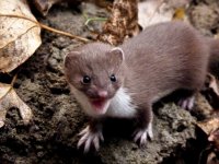 young-least-weasel-votiers-flats-to-bebo-grove-1.jpg