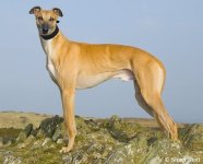 2008-12feb-sandy-fawn-greyhounds_0018824-600.jpg