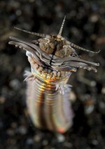 Bobbit Worm.jpg