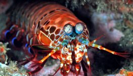 Mantis Shrimp.jpg