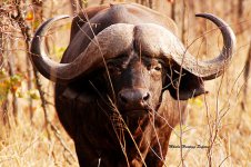 Cape Buffalo.jpg