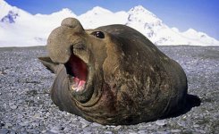 Elephant Seal.jpg