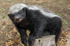 Honey Badger.jpg