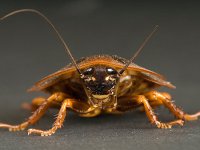 Cockroach.jpg