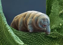 Tardigrade.jpg