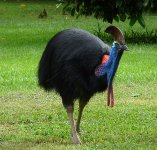 Cassowary.jpg