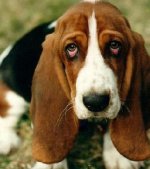 Basset.jpg