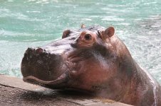 Hippo.jpg