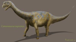 292_camarasaurus_frank_lode.jpg