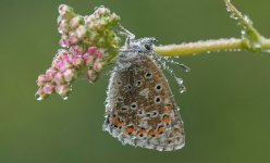 Adonis Blue Dew NSC.JPG