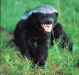 honey-badger.jpg