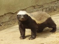 honey-badger-cute.jpg