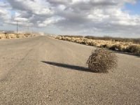 tumbleweed-300x225.jpg