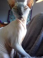 A_Sphynx_cat.jpg